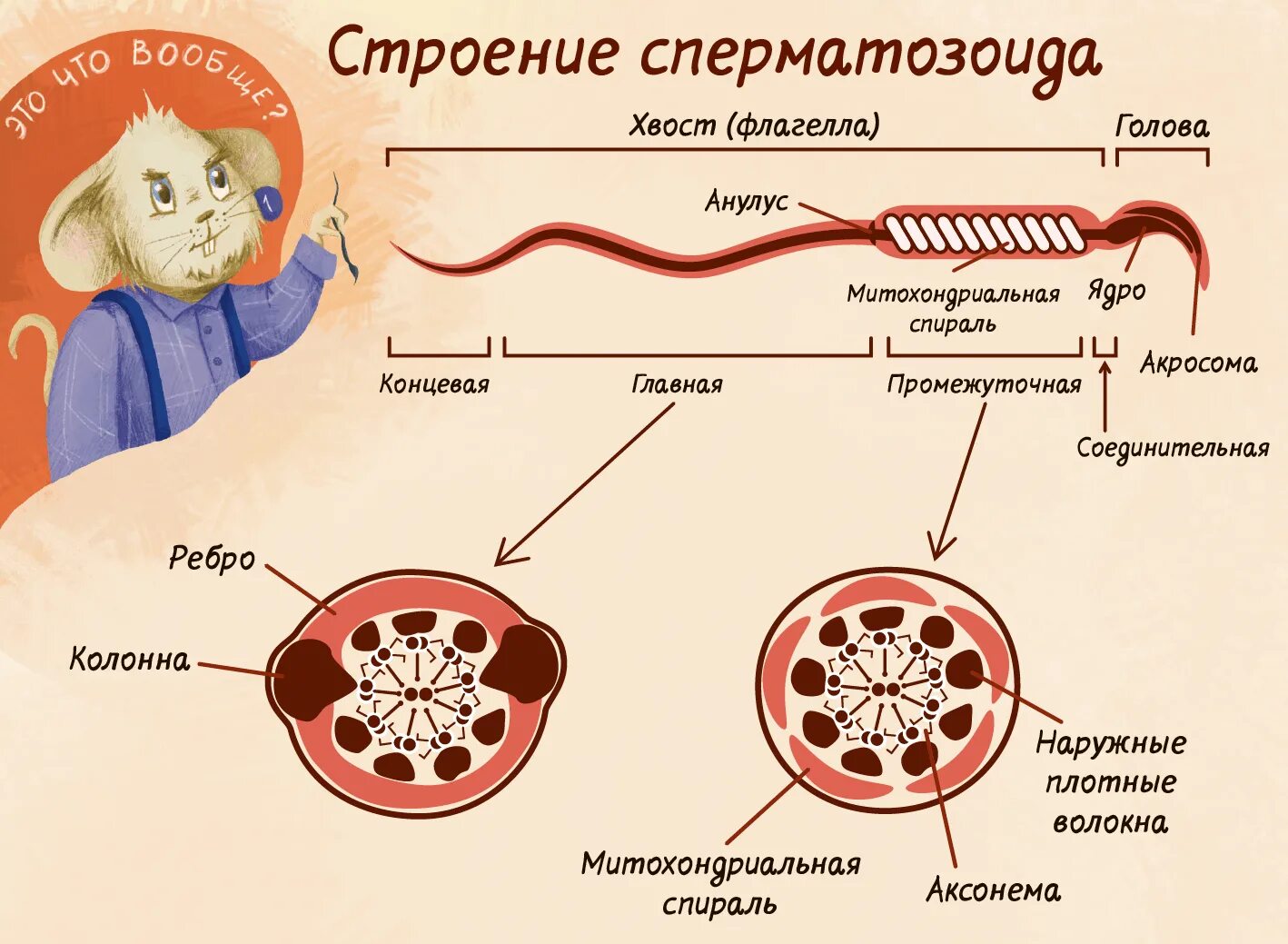 Что будет если кончить в мужчину. Схема строения сперматозоида. Аксонема сперматозоида образована. Аксонема спермия. Строение сперматозоида животных.