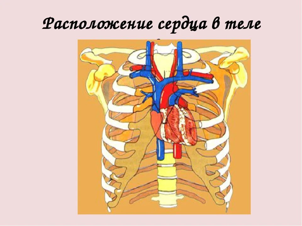 Как располагается сердце