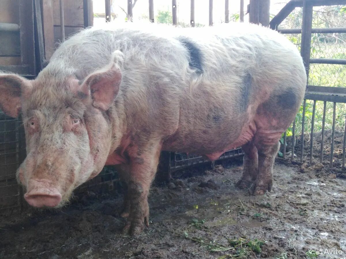 Хряки. Вьетнамская вислобрюхая свинья. Хряк авито. Авито ростовская область животные. Порода свиней голубевская.