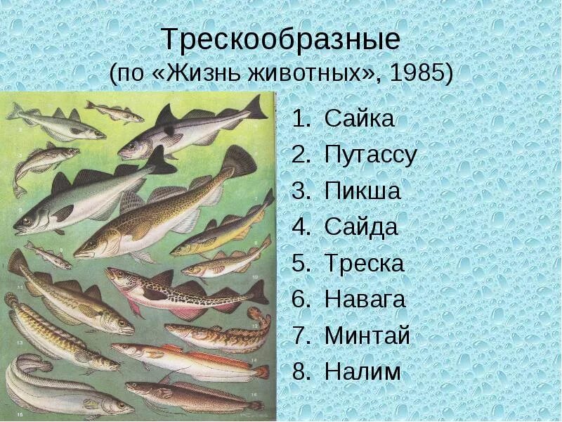 Рыбы примеры 3 класс. Отряд Трескообразные представители. Представители семейства тресковых. Отряд тресковые рыбы представители. Рыбы семейства тресковых перечень.