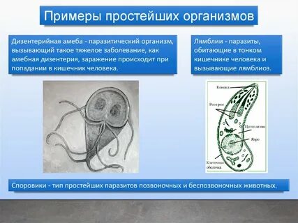 Болезни вызываемые паразитическими простейшими