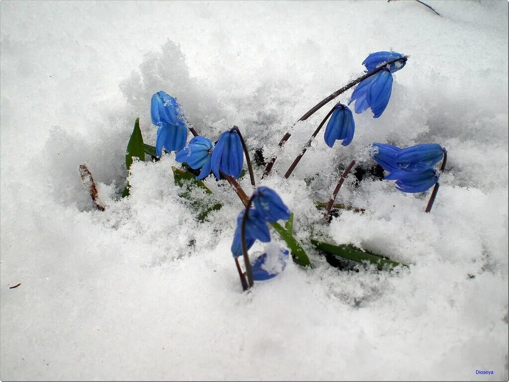 Февраль ждем весну. Подснежники под снегом. Подснежники в снегу. Первоцветы в снегу.