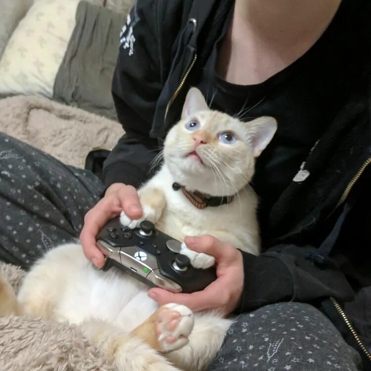 Кот ранд. Бобби котик кот. кот бобби с мышкой. рандомные коты. кот бобби приходит в кафе с мышкой.