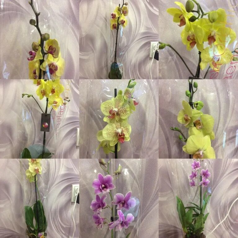 Орхидея купить в туле. Орхидея Орхорай. Орхорай фаленопсис 2063. Орхидея 5112 Орхорай. Орхорай интернет магазин орхидей.