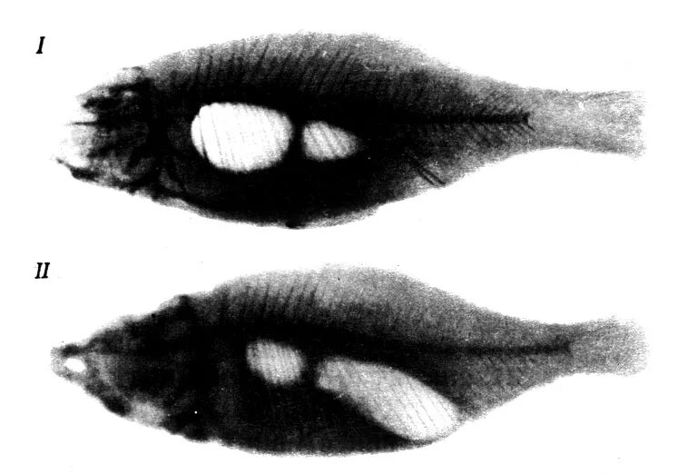 строение плавательного пузыря у рыб. аэромоноз прудовых карпов. воспаление плавательного пузыря карпа. воспаление плавательного пузыря карпа. воспаление плавательного пузыря.