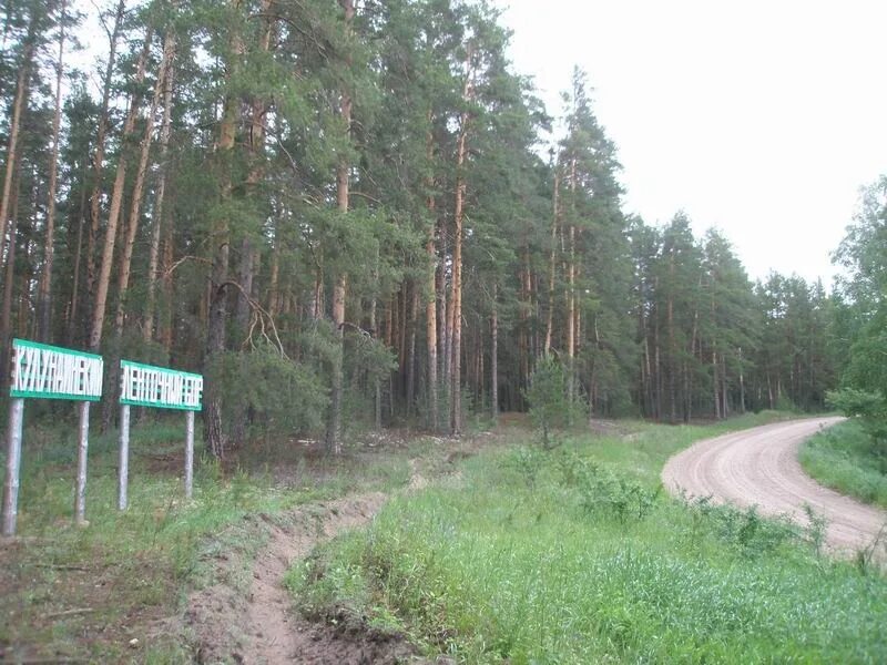 Погода в шарчино тюменцевского района алтайского края. Кулундинский ленточный Бор. Шарчино Алтайский край Тюменцевский район. Дорога в ленточном Бору. Тюменцевский заповедник.