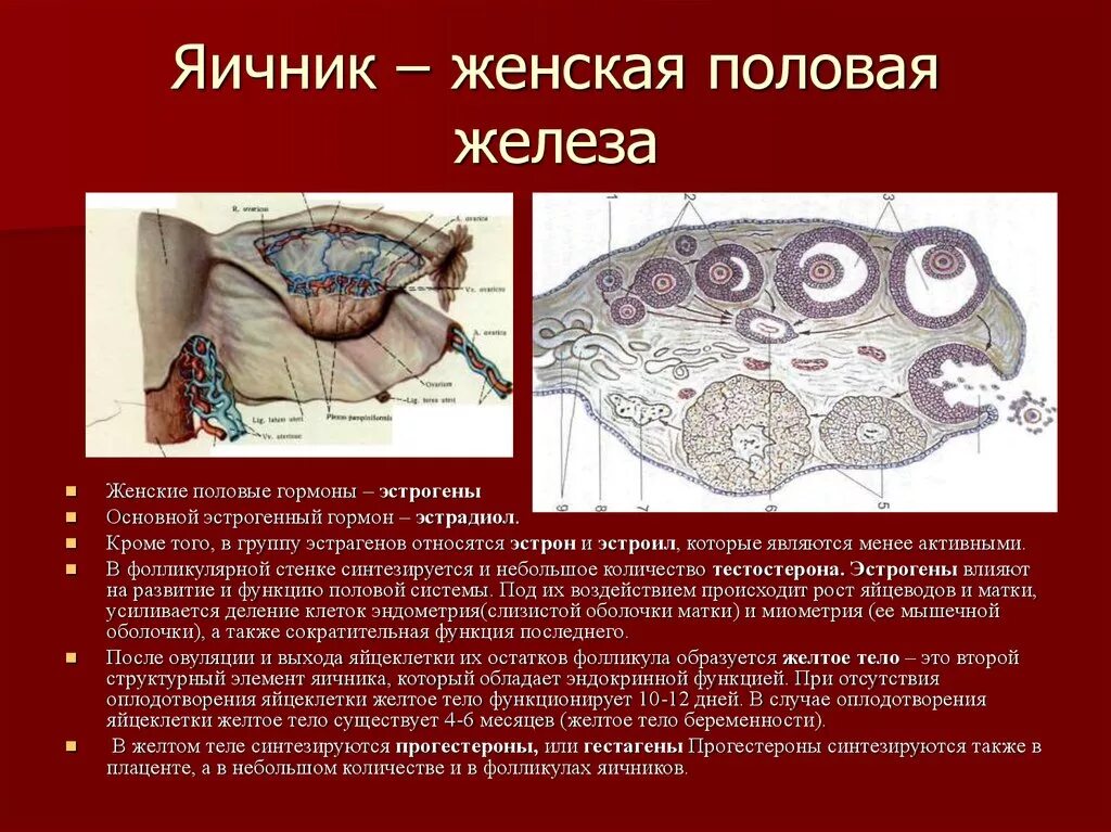 4 женская половая железа. Яичник строение анатомия топография. Половые железы топография строение. Яичники строение и функции. Опишите строение яичника.