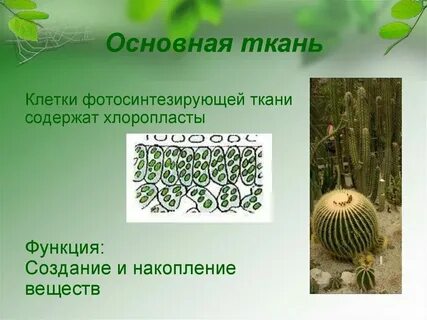 Какие черты характерны для фотосинтезирующей ткани