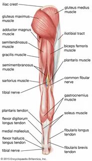 Gastrocnemius muscle, Calf Muscle, Plantar Flexion, & Movement
