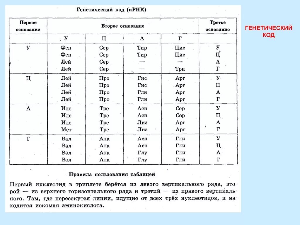 Из днк в ирнк таблица. Таблица генетический код биология. Генетический код таблица биология 10 класс. Таблица генетического кода биология 9 класс. Генетический код белка таблица.