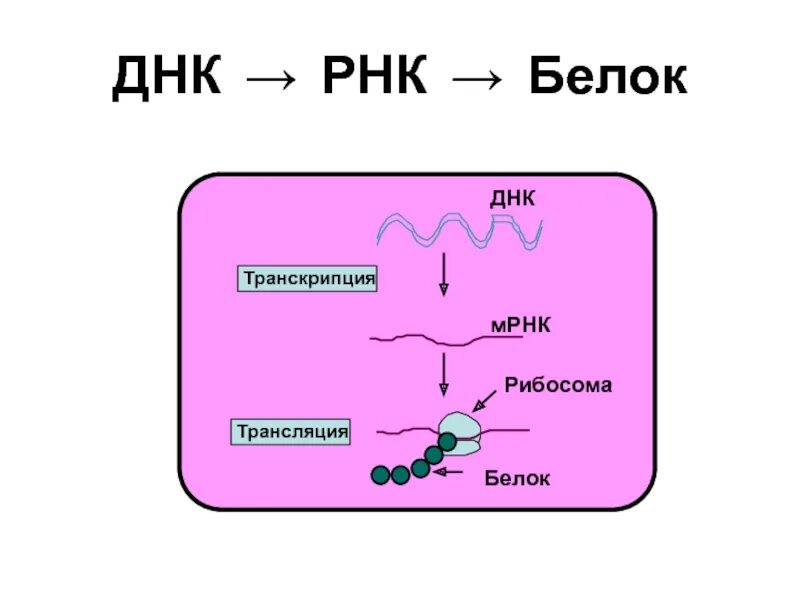 ДНК И РНК. Белок РНК. Репликация нуклеиновых кислот. РНК связывающие белки. Белковая рнк