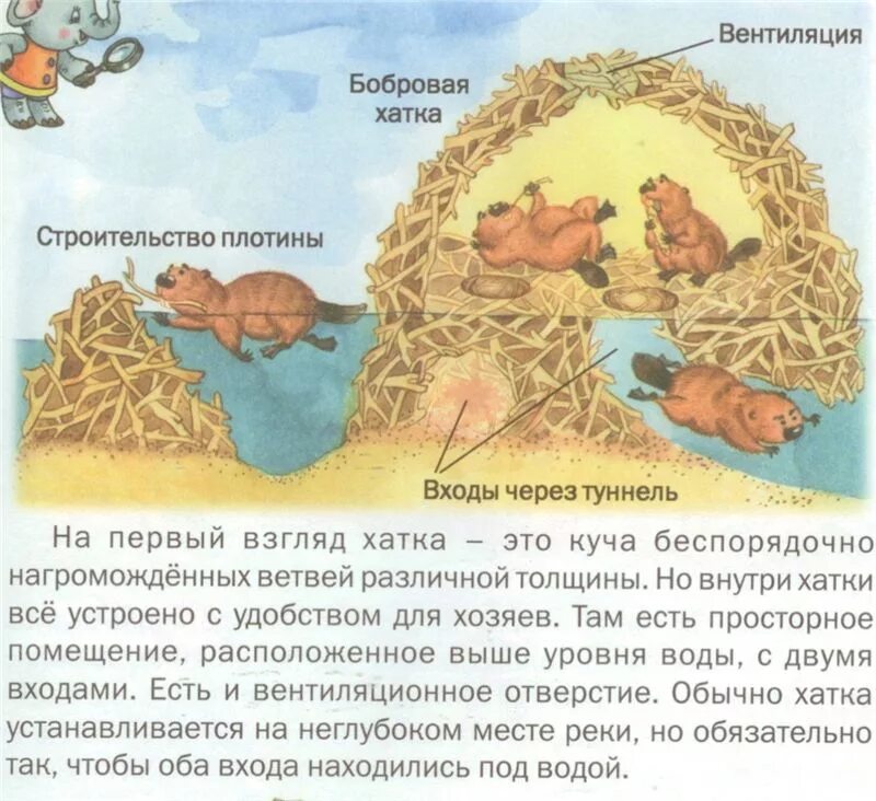 Схема бобра. Хатка Бобров строение. Строение хатки бобра. Бобровая хатка схема. Хатка бобра внутри.