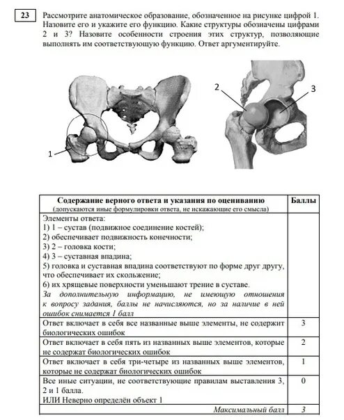 Какие структуры сустава обозначены цифрами. Строение тазобедренного сустава ЕГЭ биология. Рассмотрите Анатомическое образование обозначенное. Структуры кости взрослого человека. Структуры тазобедренного сустава ЕГЭ.