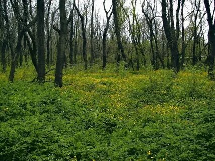 Роща в новороссийске