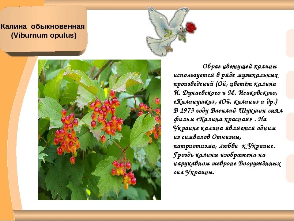 Калина музыка слова. Сообщение о калине. Калина краткое описание. Калина описание для детей. Доклад про калину.