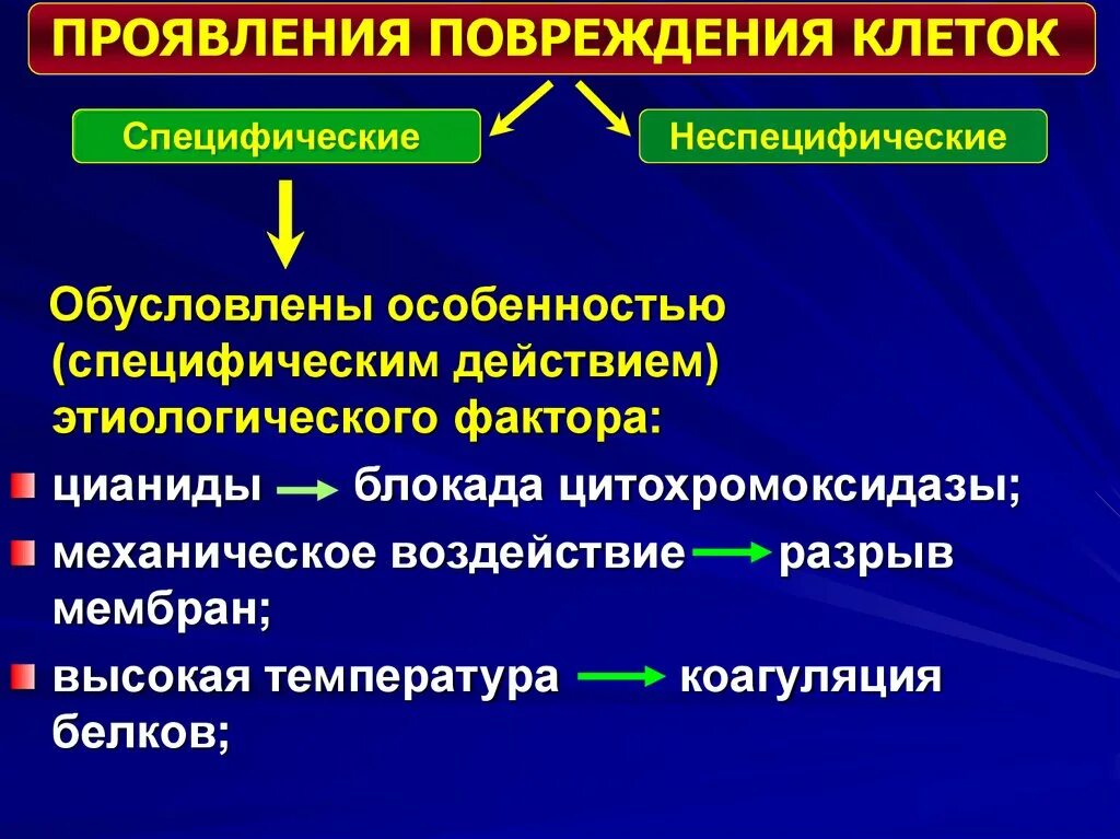 Специфические и неспецифические повреждения клеток. Специфические признаки повреждения клетки. Специфические и неспецифические факторы повреждения клетки. Повреждение клетки после первичного специфического воздействия..