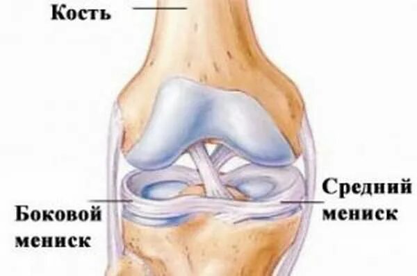 Болит ли мениск. Мениски коленного сустава анатомия. Коленный мениск анатомия. Ушиб мениска коленного сустава. Мениски коленного сустава препарат.