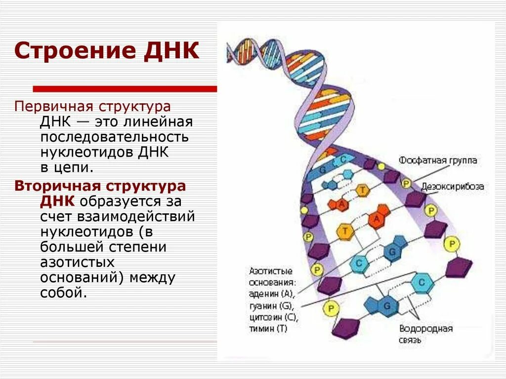 Названия молекул днк