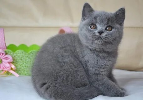 Авито коты британцы