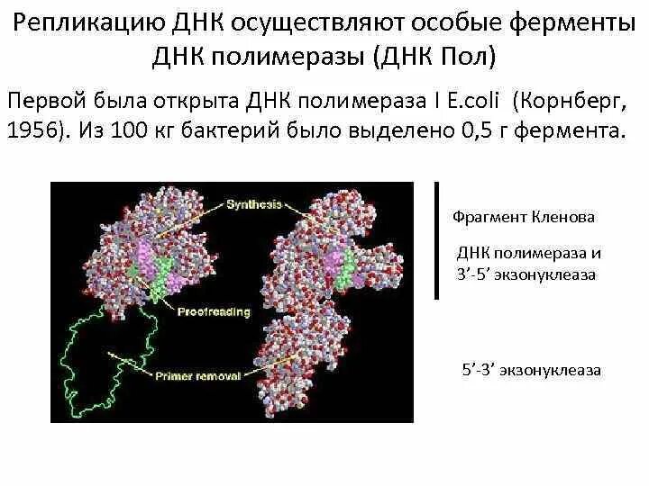 Корректирующая активность днк полимеразы. Днк полимераза e coli. экзонуклеазная активность днк полимеразы 1. фермент днк полимераза. ферменты репликации днк.