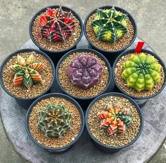 Кактусы и суккуленты
