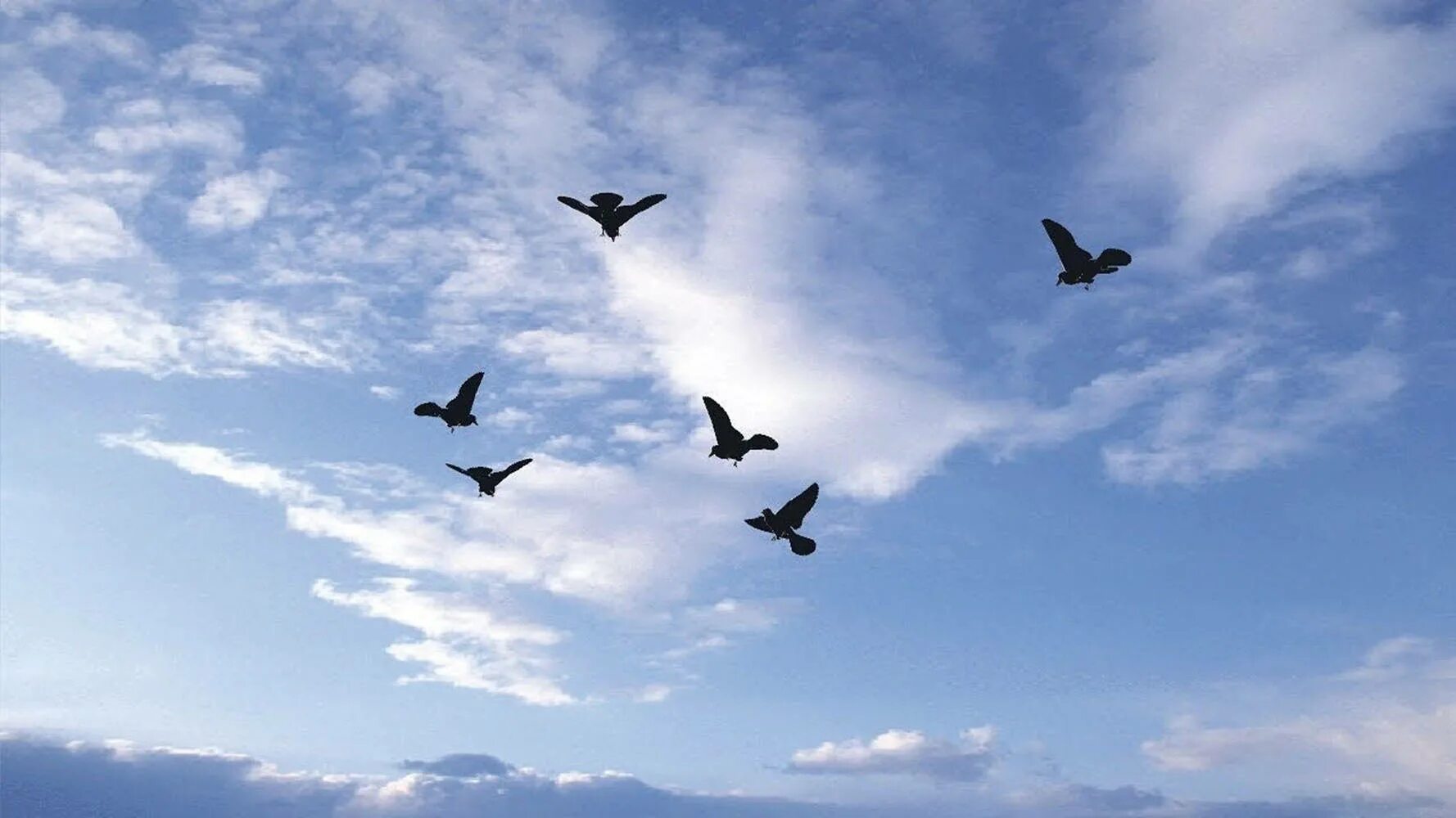 Птицы в небе. Полёт птиц. Голубое небо с птицами. Птицы летают.