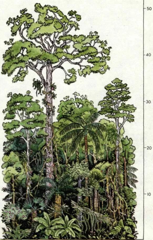Тропические леса ярусы. Ярусность в экваториальном лесу. Ярусность тропического леса. Ярусность в тропическом лесу. Ярусность влажного тропического леса.