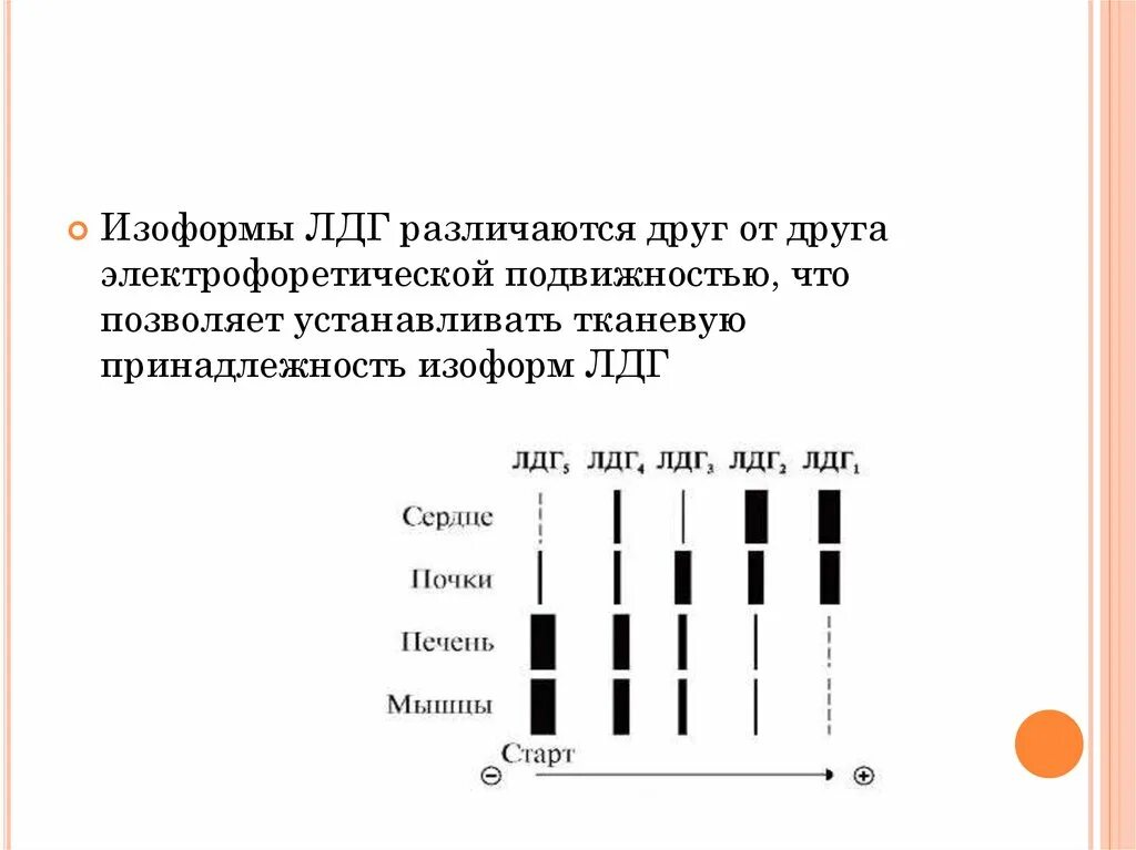 Сыворотка лдг. Изоформы лдг. изоформы лдг биохимия. электрофоретическая подвижность. изоформы лактатдегидрогеназы.