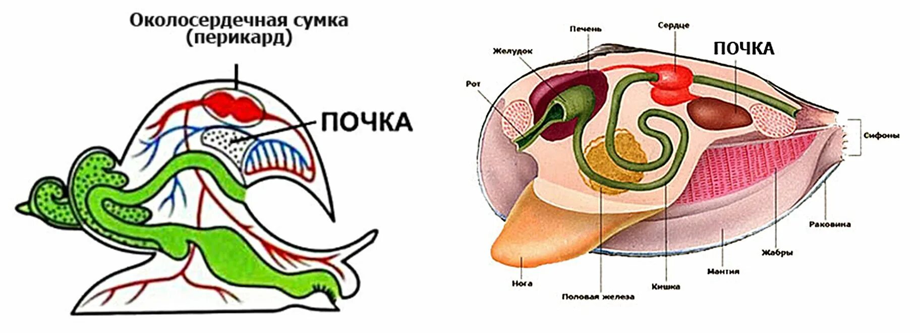 Выделительная система моллюсков является выделительной системой. Выделительная система двустворчатых моллюсков. выделительная система брюхоногих.
