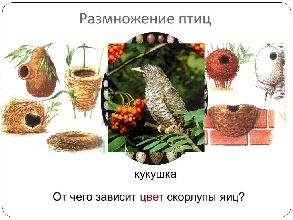 Размножение птиц 7 класс биология. Размножение птиц. Гнездование птиц биология. Класс птицы размножение. Презентация размножение птиц 7 класс биология.