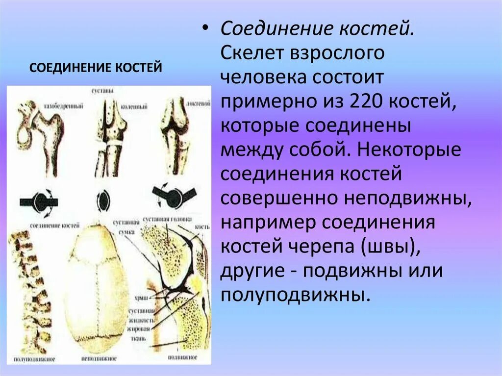 Полуподвижные и неподвижные кости. Строение подвижного соединения костей. Неподвижные полуподвижные и подвижные соединения костей. Типы соединения костей скелета человека. Подвижные соединения костей.