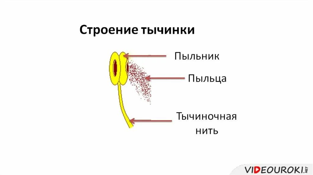 Строение тычинки и пыльцы