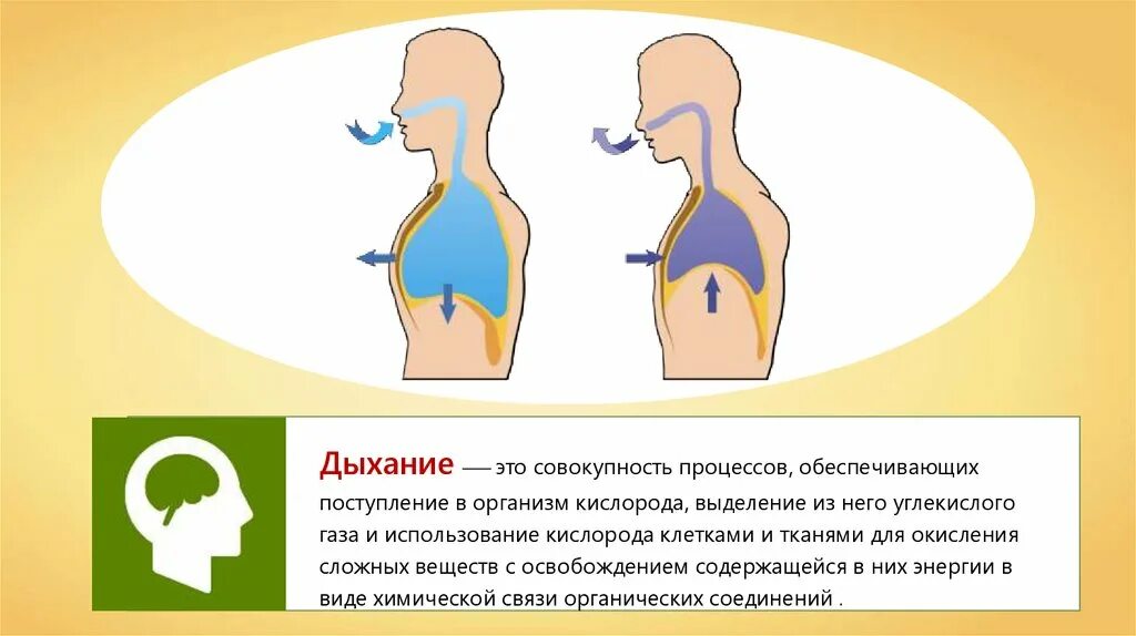 Дыхательные движения. Дыхание это совокупность процессов. Дыхание - это ... Процесс дыхания.. Дыхательные движения вдох и выдох.