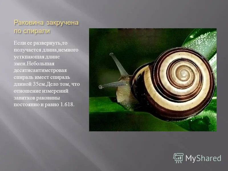 Состоит из двух спирально закрученных. Состоит из двух спирально закрученных