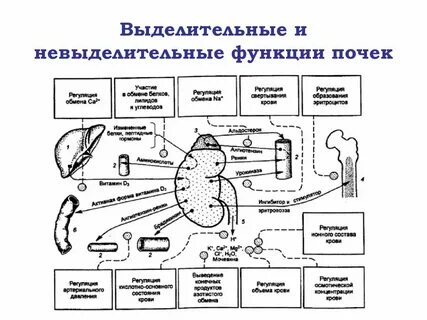 Регуляция печени