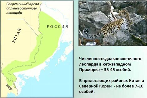 Дальневосточное численность