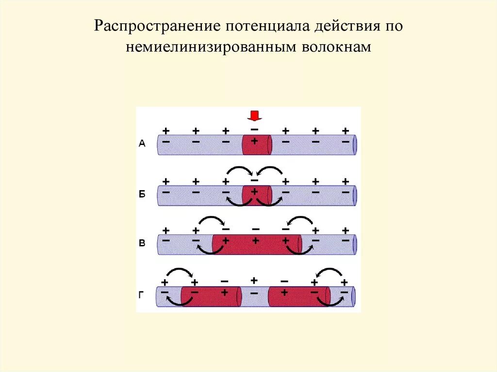 Распространение пд. Проведение потенциала действия по нервным волокнам. Распространение потенциала действия по безмиелиновым волокнам. Распространение Пд по нервному волокну. Распространение Пд по немиелинизированному волокну.