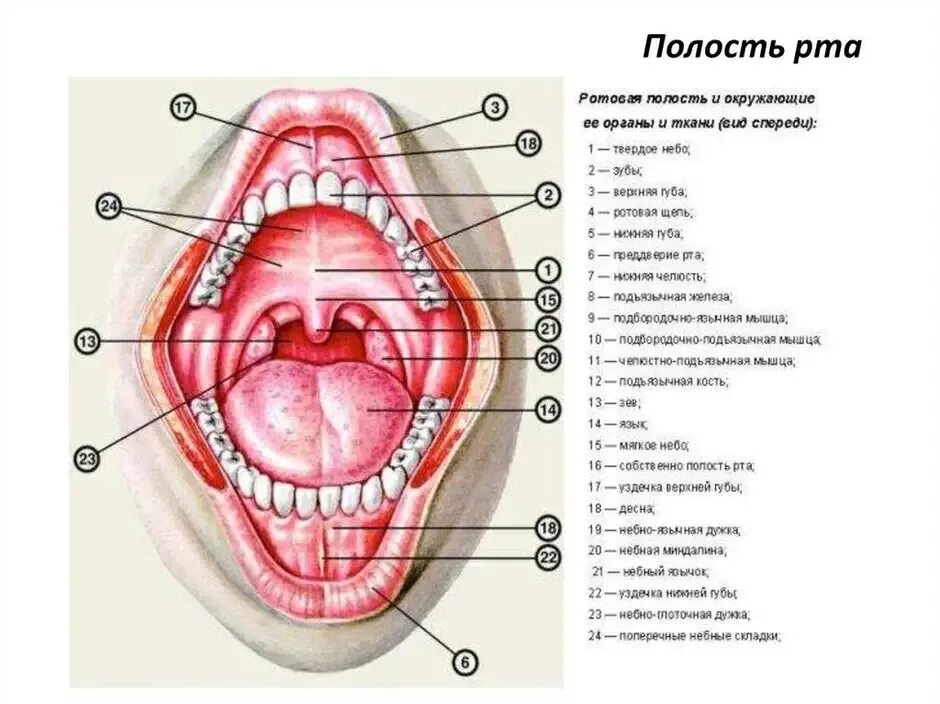 Переходная складка слизистой. Анатомическое строение полости рта. Строение ротовой полости человека схема. Слизистая ротовой полости строение. Полость рта строение анатомия.