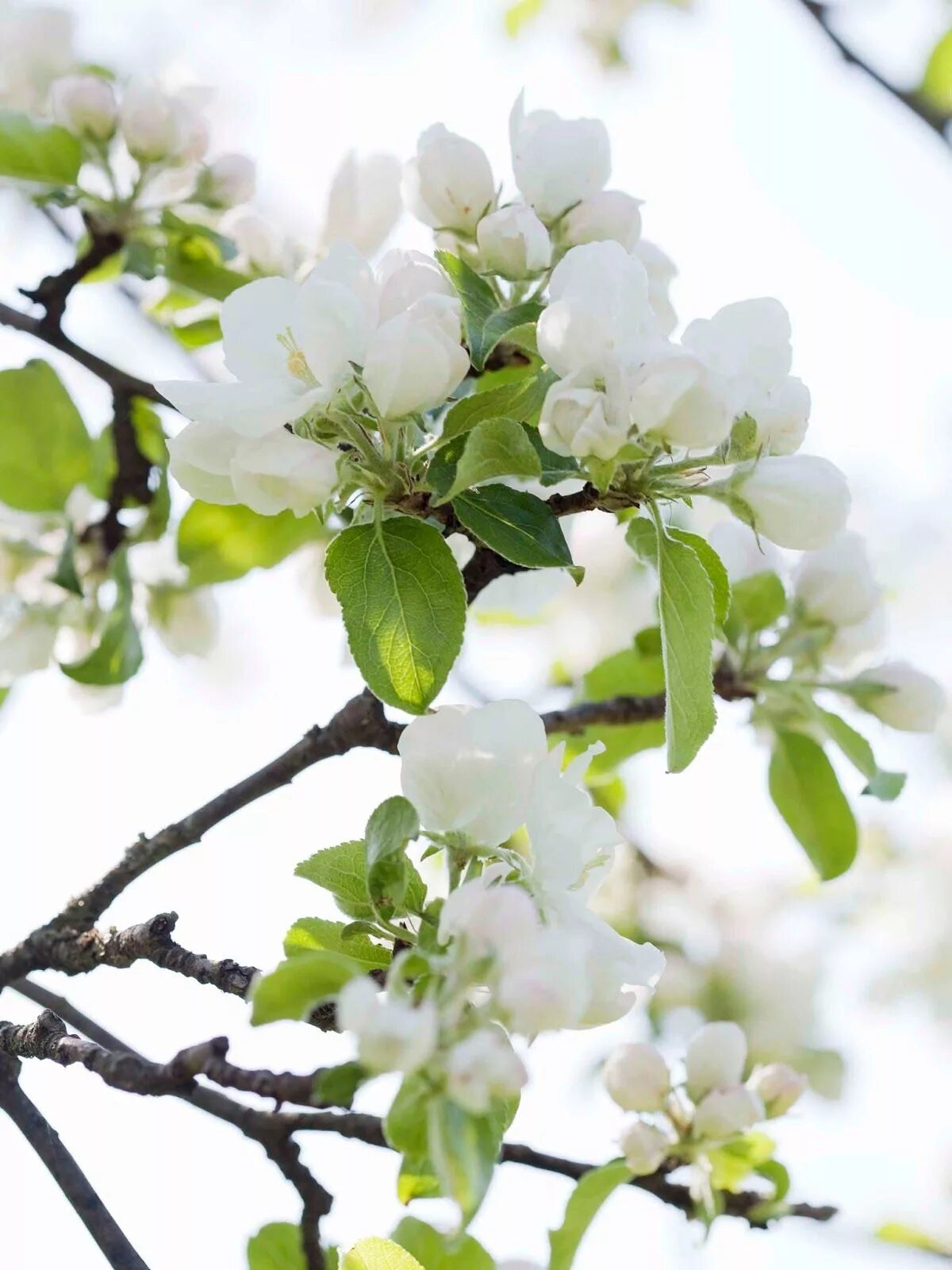 Цветущая яблоня. Весенние цветы зеленые. Spring arrives