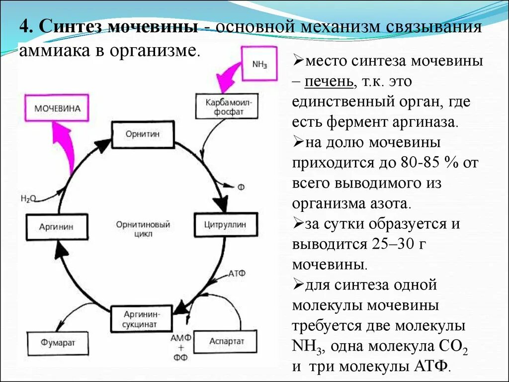 Синтез мочи. Цикл мочевины реакции ферменты. Орнитиновый цикл синтеза мочевины. Схема процесса синтеза мочевины. Биосинтез мочевины орнитиновый цикл.
