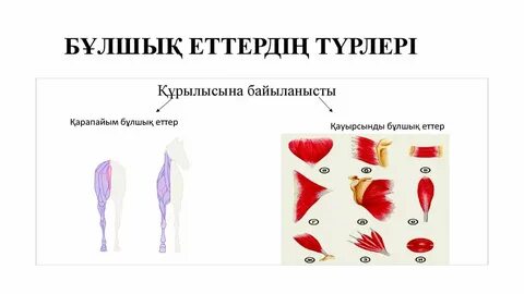 Үлкен әтештері бар жігіттер, бұлшықеттердің суреттері