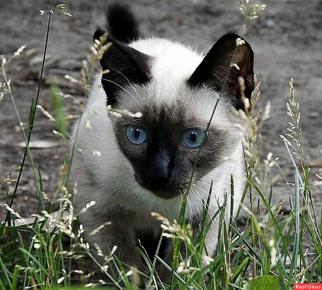 Домашняя сиамская кошка. Сиамская кошка. Старотипная Сиамская. Сиамская кошка черная. Черный сиамский котенок.