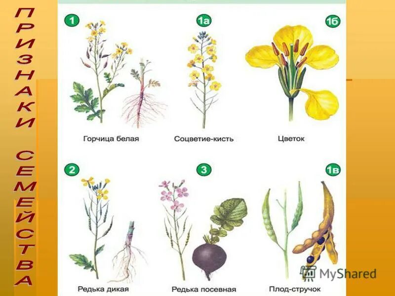 Редька дикая и редька посевная. Acanthiformis корнеплоды. Редька дикая и редька посевная. Редька дикая рисунок. Редька дикая и редька посевная.