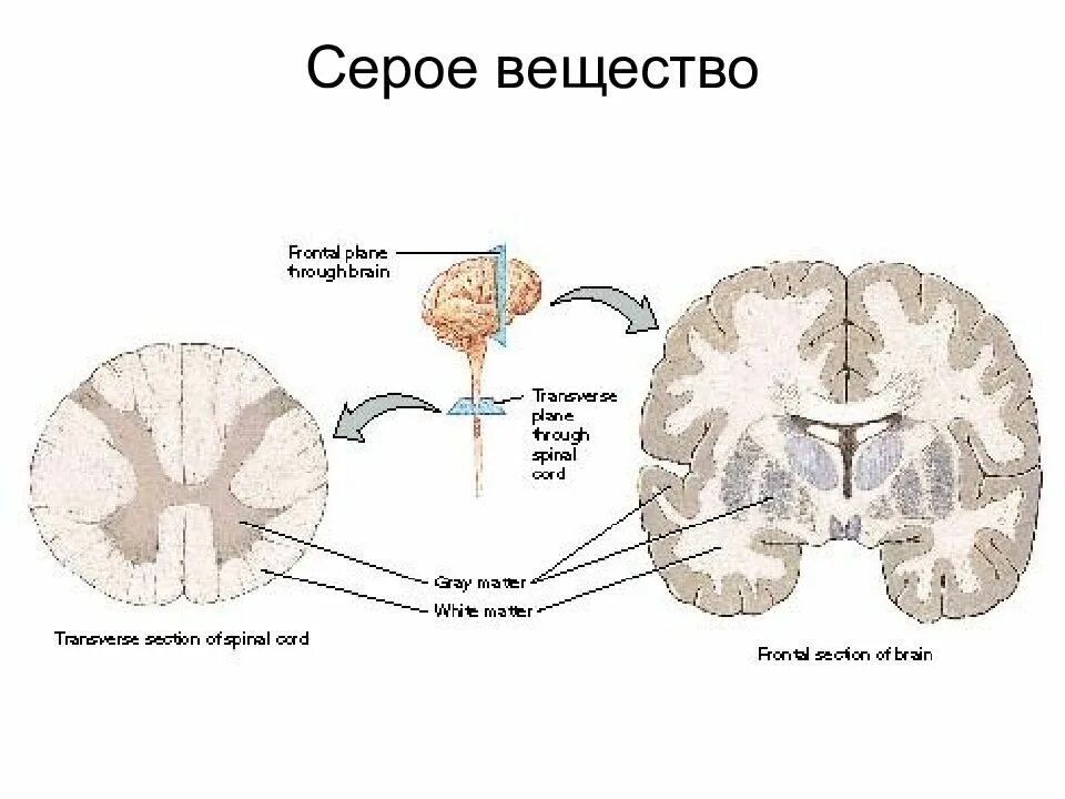 Аксон образует серое вещество. Серое вещество ЦНС. Серое и белое вещество ЦНС. Серое вещество нервной системы образовано. Серое и белое вещество нервной системы.