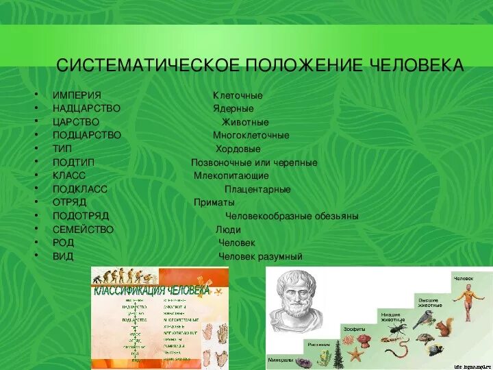 Класс подкласс тип подтип - 39/48