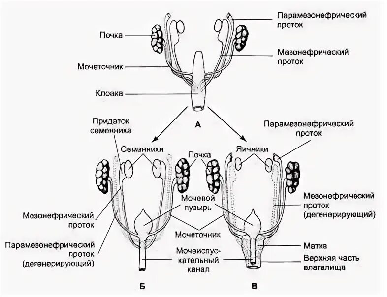 Вольфов и Мюллеров протоки. Вольфов и Мюллеров каналы. Развитие половых органов. Развитие женской половой системы.