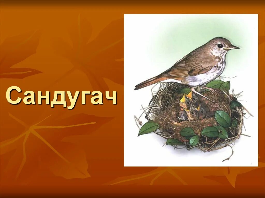 Сандугач перевод с татарского