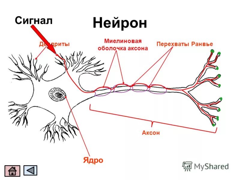 Импульс мозг аксон. Строение нейрона перехват Ранвье. Нейрон Аксон миелиновая оболочка. Дендрит тело нейрона Аксон синапс. Аксон нервной клетки строение.