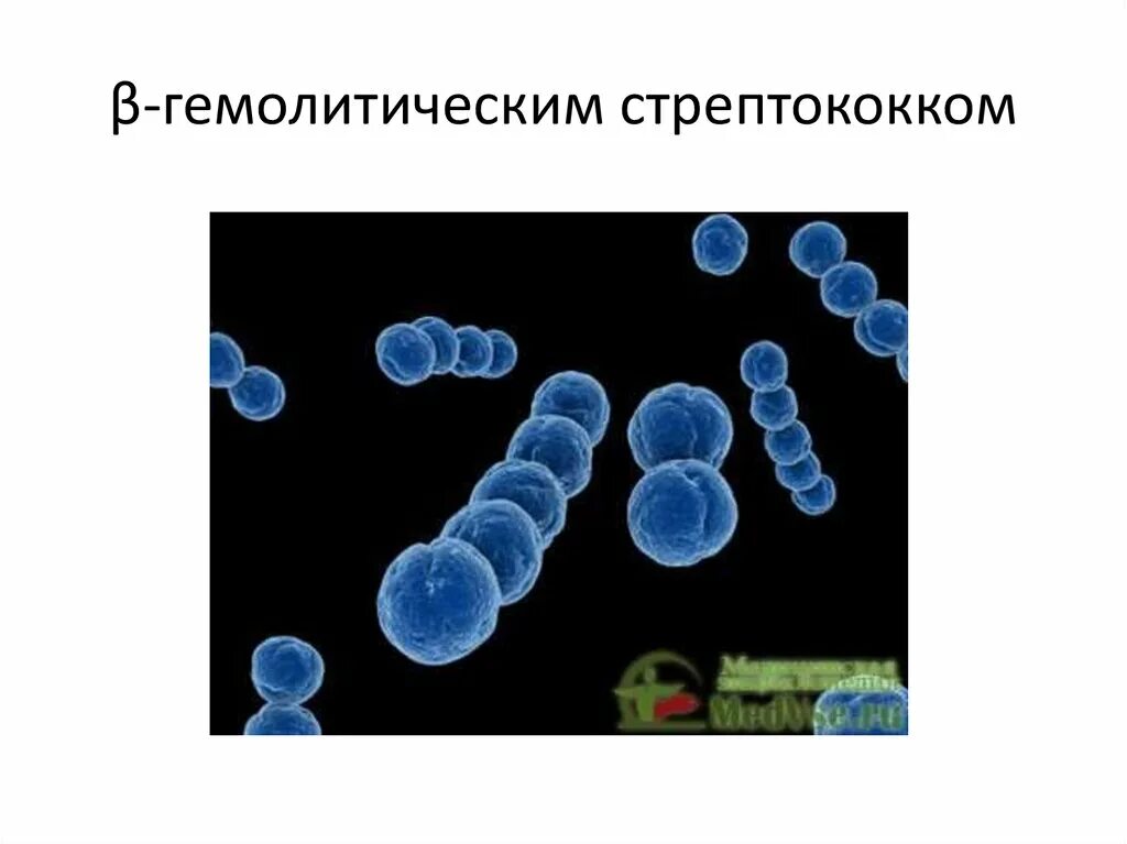 Гемолитический латынь. Бета гемолитический стрептококк. Возбудитель - бета-гемолитический стрептококк группы а.. Бета гемолитический стрептококк группы а строение. Бета гемолитический стрептококк группы а ревматизм.