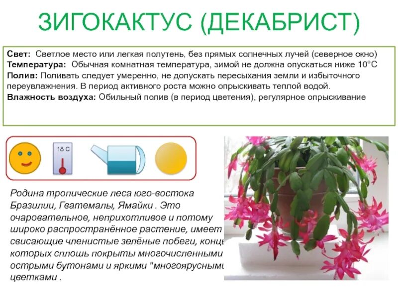 Комнатное растение декабрист за три месяца